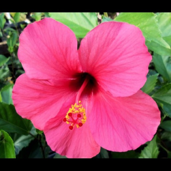 Meet your Posher, Lisa - Picture 1 of 1